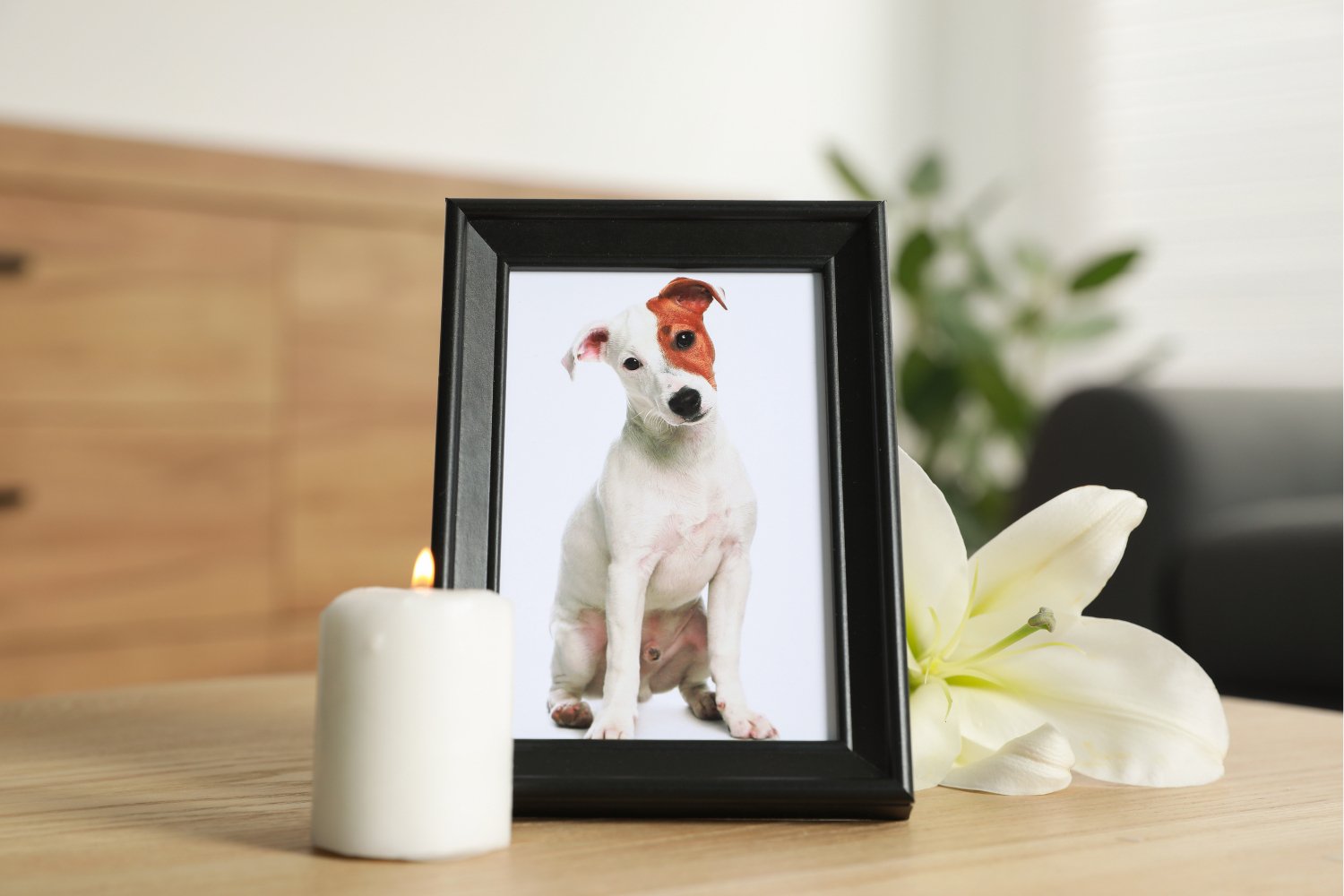 24 Pet Loss Quotes to Bring Comfort for Grieving Pet Owners - The Comfort Company