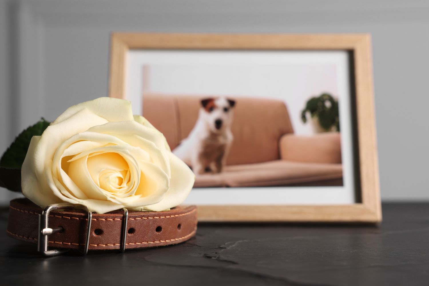 25 Heartfelt Pet Loss Quotes and Poems to Bring Comfort - The Comfort Company