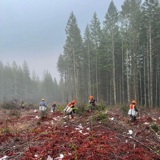 Memorial Tree Planting Service