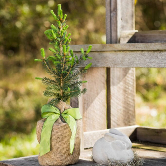 Colorado Blue Spruce | Memorial Tree Planting - The Comfort Company