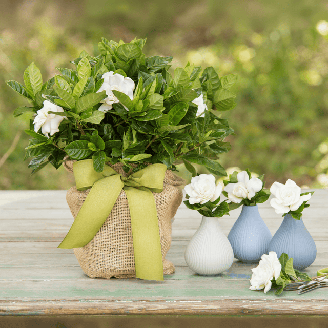 In Memory Potted Gardenia Plant - The Comfort Company