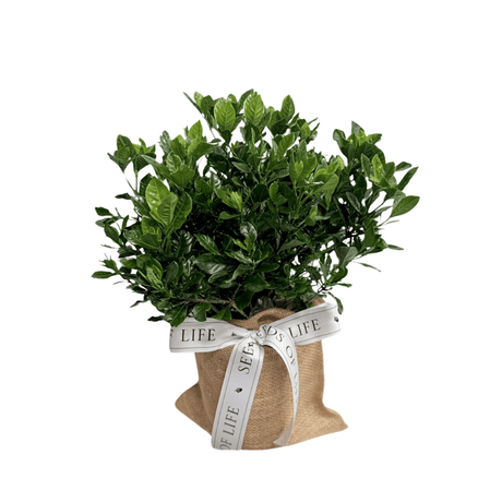 In Memory Potted Gardenia Plant - The Comfort Company