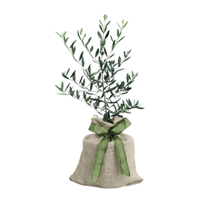 Indoor Olive Tree to Grow in Memory of Loved One - The Comfort Company