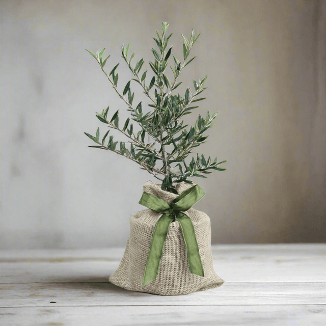 Indoor Olive Tree to Grow in Memory of Loved One - The Comfort Company