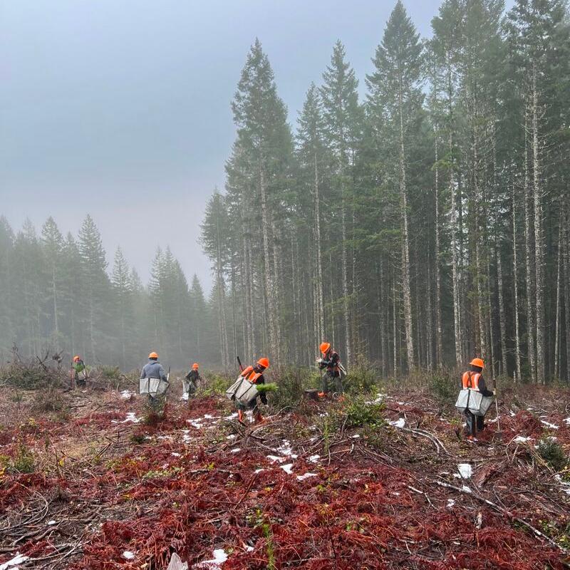 Memorial Tree Planting - A Living, Loving Legacy - The Comfort Company