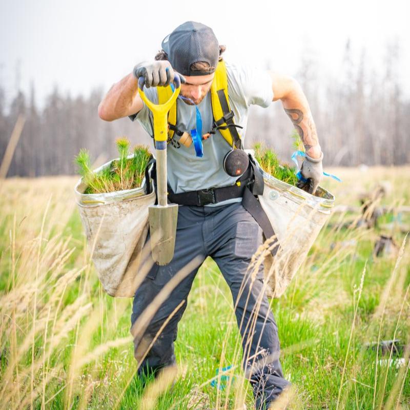 Memorial Tree Planting - A Living, Loving Legacy - The Comfort Company