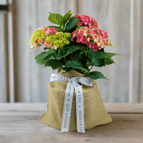 Pink Hydrangea | Blooming Funeral Plants - The Comfort Company