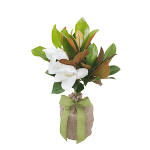 Southern Magnolia Memorial Tree - The Comfort Company