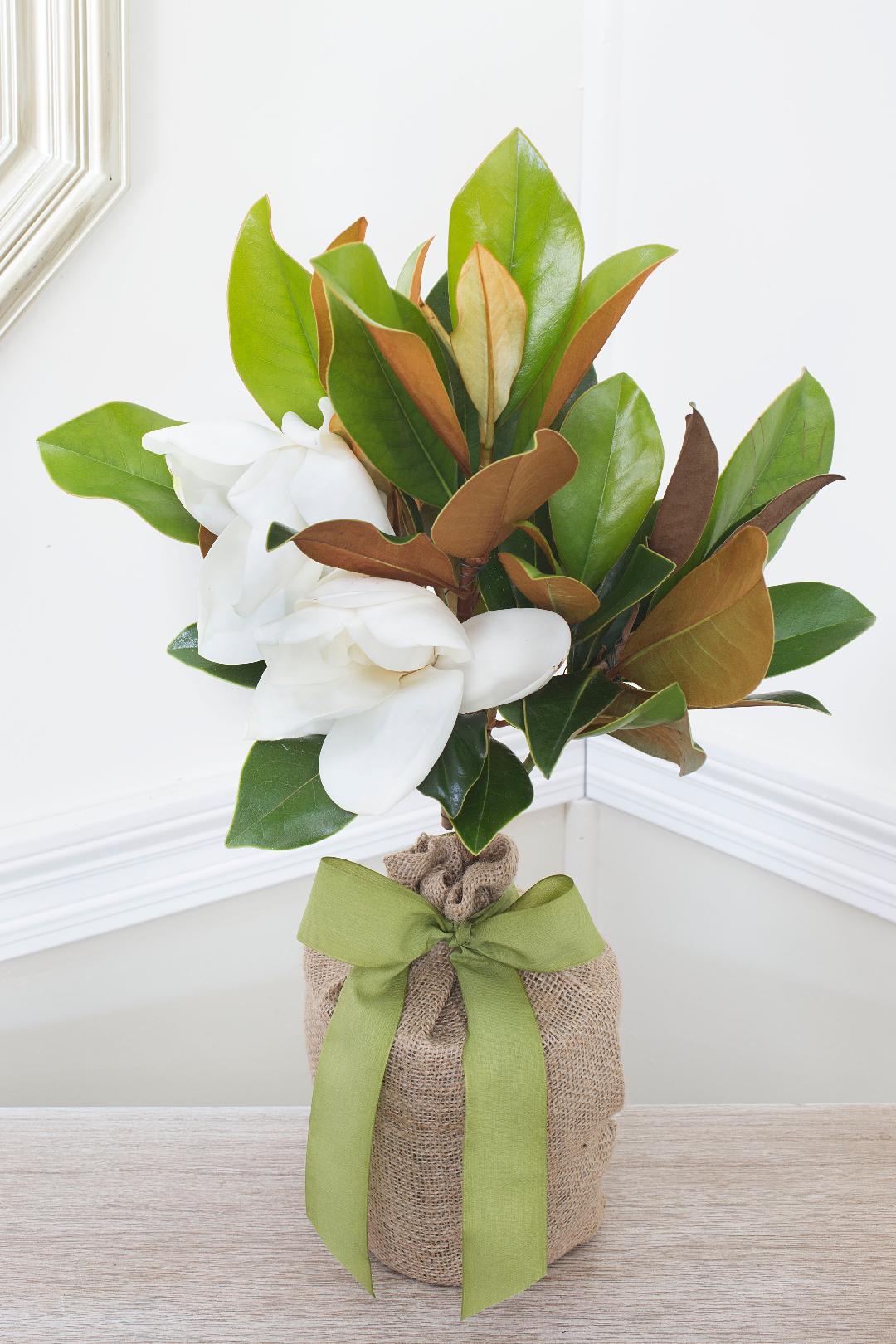 Southern Magnolia Memorial Tree - The Comfort Company