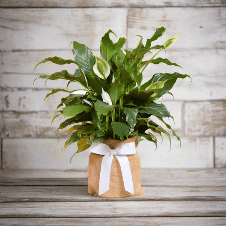 Sympathy Plant | Perfect Calm Peace Lily - The Comfort Company