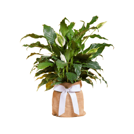 Sympathy Plant | Perfect Calm Peace Lily - The Comfort Company