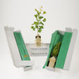 Memorial Gift Trees | Ginkgo Seedling in Gift Box - The Comfort Company