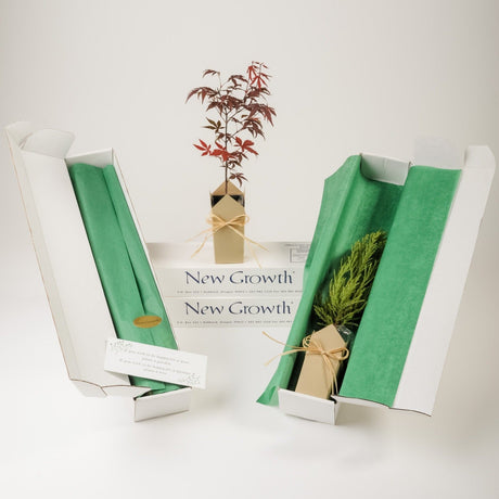 Tree Memorials | Japanese Red-Leaf Maple - The Comfort Company